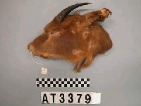 藏品(羌頭皮帽)的圖片